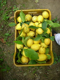 A box of freshly picked lemons